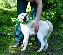 DANKER, Hund, Mischlingshund in Slowakische Republik - Bild 14