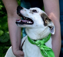 DANKER, Hund, Mischlingshund in Slowakische Republik - Bild 2