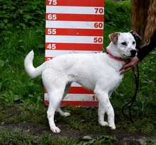 DANKER, Hund, Mischlingshund in Slowakische Republik - Bild 5