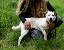 DANKER, Hund, Mischlingshund in Slowakische Republik - Bild 7