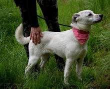 DANKER, Hund, Mischlingshund in Slowakische Republik - Bild 9