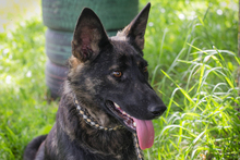 SUNNY, Hund, Deutscher Schäferhund-Mix in Kroatien - Bild 1