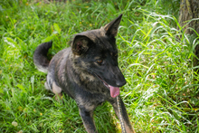 SUNNY, Hund, Deutscher Schäferhund-Mix in Kroatien - Bild 2