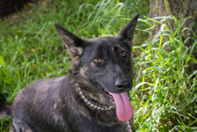 SUNNY, Hund, Deutscher Schäferhund-Mix in Kroatien - Bild 3