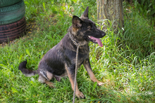 SUNNY, Hund, Deutscher Schäferhund-Mix in Kroatien - Bild 4