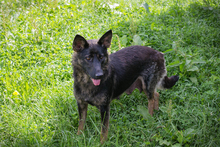 SUNNY, Hund, Deutscher Schäferhund-Mix in Kroatien - Bild 6