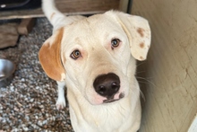 KARL, Hund, Maremmano-Labrador-Mix in Italien - Bild 1