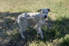 KARL, Hund, Maremmano-Labrador-Mix in Italien - Bild 10