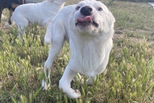 KARL, Hund, Maremmano-Labrador-Mix in Italien - Bild 12