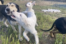 KARL, Hund, Maremmano-Labrador-Mix in Italien - Bild 13