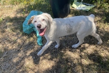 KARL, Hund, Maremmano-Labrador-Mix in Italien - Bild 14