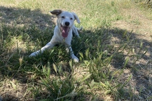 KARL, Hund, Maremmano-Labrador-Mix in Italien - Bild 18