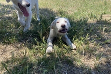 KARL, Hund, Maremmano-Labrador-Mix in Italien - Bild 19