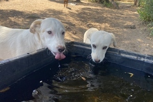 KARL, Hund, Maremmano-Labrador-Mix in Italien - Bild 21