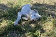 KARL, Hund, Maremmano-Labrador-Mix in Italien - Bild 22