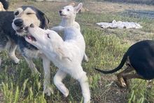 KARL, Hund, Maremmano-Labrador-Mix in Italien - Bild 24