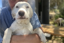 KARL, Hund, Maremmano-Labrador-Mix in Italien - Bild 26
