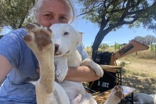 KARL, Hund, Maremmano-Labrador-Mix in Italien - Bild 27