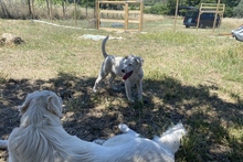 KARL, Hund, Maremmano-Labrador-Mix in Italien - Bild 28