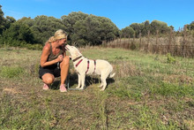 KARL, Hund, Maremmano-Labrador-Mix in Italien - Bild 3