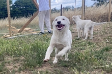 KARL, Hund, Maremmano-Labrador-Mix in Italien - Bild 31