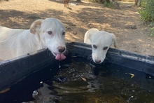 KARL, Hund, Maremmano-Labrador-Mix in Italien - Bild 32