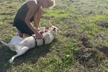 KARL, Hund, Maremmano-Labrador-Mix in Italien - Bild 4