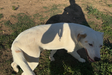 KARL, Hund, Maremmano-Labrador-Mix in Italien - Bild 5