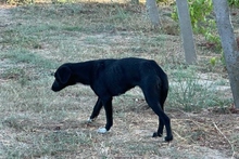 KARL, Hund, Maremmano-Labrador-Mix in Italien - Bild 6