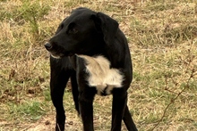 KARL, Hund, Maremmano-Labrador-Mix in Italien - Bild 7