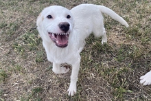 KARL, Hund, Maremmano-Labrador-Mix in Italien - Bild 9