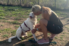 KURT, Hund, Maremmano-Labrador-Mix in Neumarkt - Bild 10