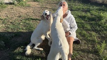 KURT, Hund, Maremmano-Labrador-Mix in Neumarkt - Bild 11