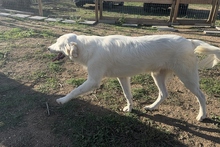 KURT, Hund, Maremmano-Labrador-Mix in Neumarkt - Bild 12