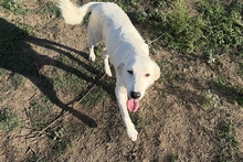 KURT, Hund, Maremmano-Labrador-Mix in Neumarkt - Bild 13