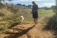 KURT, Hund, Maremmano-Labrador-Mix in Neumarkt - Bild 14