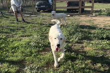 KURT, Hund, Maremmano-Labrador-Mix in Neumarkt - Bild 15