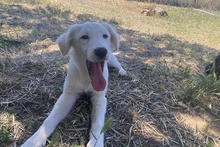 KURT, Hund, Maremmano-Labrador-Mix in Neumarkt - Bild 16