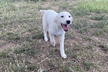 KURT, Hund, Maremmano-Labrador-Mix in Neumarkt - Bild 17