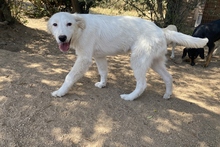 KURT, Hund, Maremmano-Labrador-Mix in Neumarkt - Bild 18