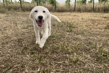 KURT, Hund, Maremmano-Labrador-Mix in Neumarkt - Bild 19