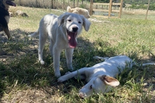 KURT, Hund, Maremmano-Labrador-Mix in Neumarkt - Bild 20