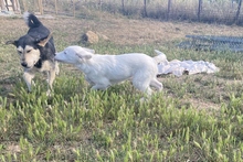 KURT, Hund, Maremmano-Labrador-Mix in Neumarkt - Bild 21