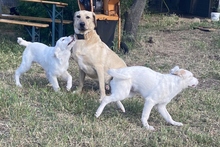 KURT, Hund, Maremmano-Labrador-Mix in Neumarkt - Bild 22