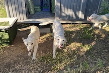 KURT, Hund, Maremmano-Labrador-Mix in Neumarkt - Bild 23