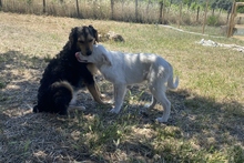 KURT, Hund, Maremmano-Labrador-Mix in Neumarkt - Bild 24