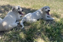 KURT, Hund, Maremmano-Labrador-Mix in Neumarkt - Bild 25