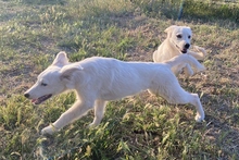 KURT, Hund, Maremmano-Labrador-Mix in Neumarkt - Bild 26