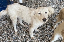 KURT, Hund, Maremmano-Labrador-Mix in Neumarkt - Bild 27