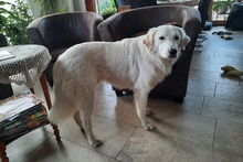 KURT, Hund, Maremmano-Labrador-Mix in Neumarkt - Bild 3